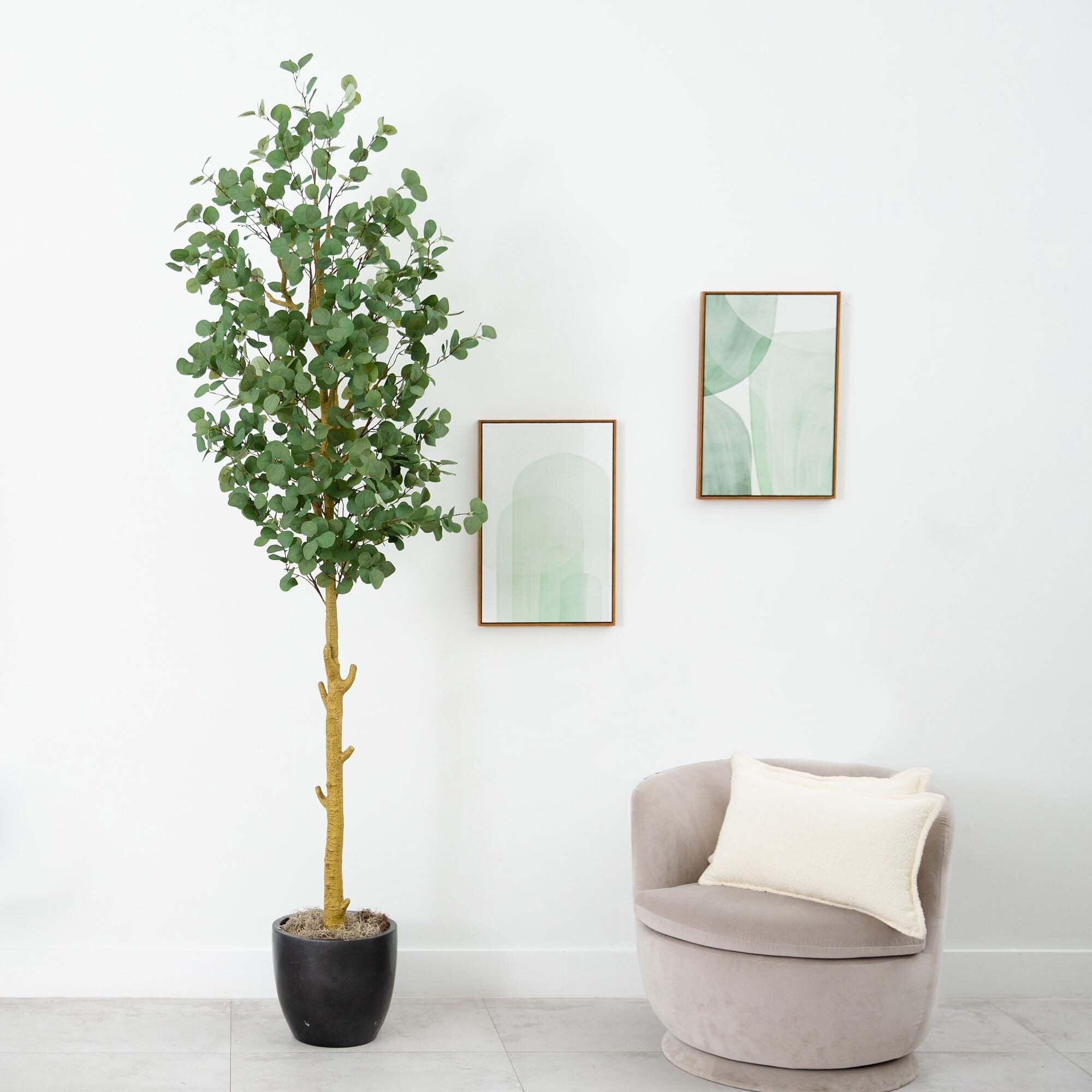 Eucalyptus Tree - TidyPlant