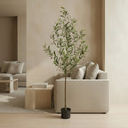European Olive Tree - TidyPlant