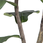 Fiddle Leaf Fig Tree - TidyPlant