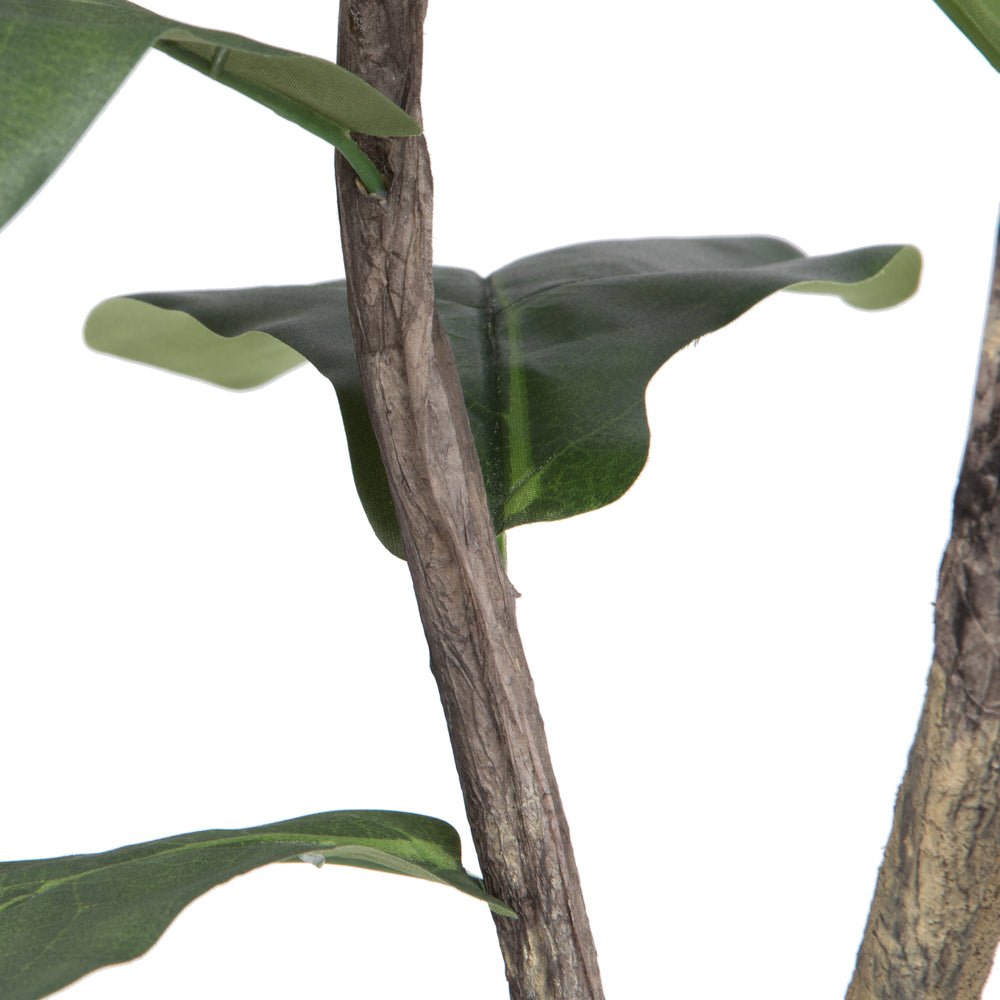 Fiddle Leaf Fig Tree - TidyPlant