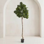 Fiddle Leaf Fig Tree - TidyPlant