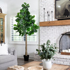 Fiddle Leaf Fig Tree - TidyPlant