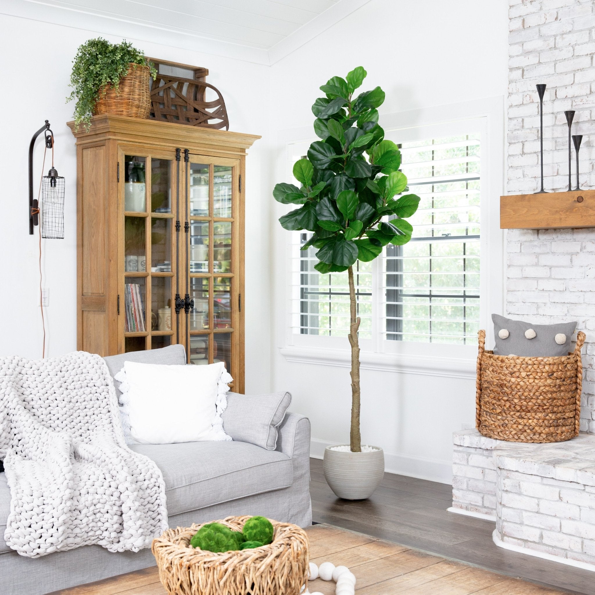 Fiddle Leaf Fig Tree - TidyPlant