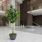 Fiddle Leaf Fig Tree - TidyPlant