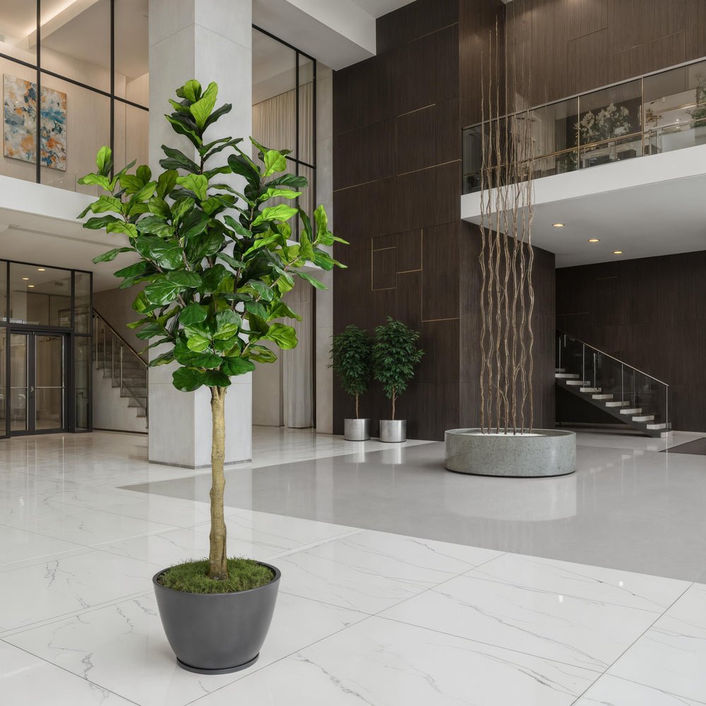 Fiddle Leaf Fig Tree - TidyPlant
