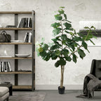 Fiddle Leaf Fig Tree - TidyPlant
