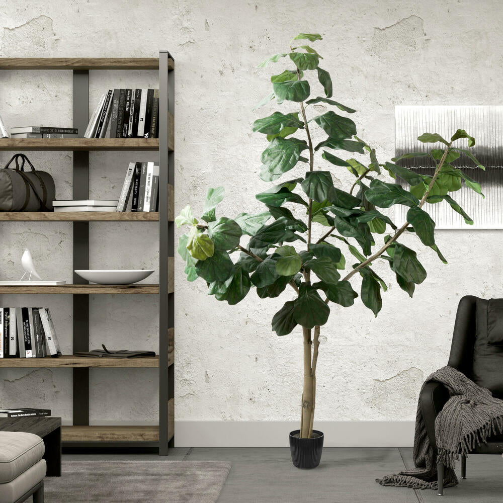 Fiddle Leaf Fig Tree - TidyPlant