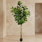 Fiddle Leaf Fig Tree - TidyPlant