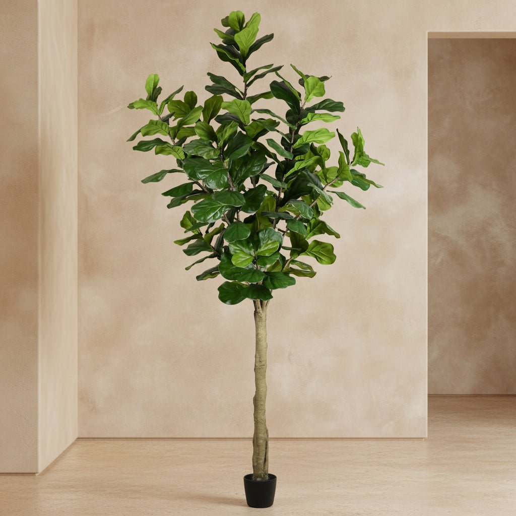 Fiddle Leaf Fig Tree - TidyPlant