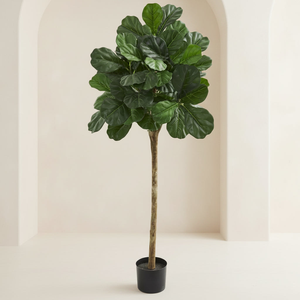 Fiddle Leaf Fig Tree - TidyPlant