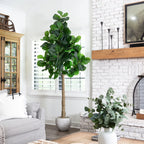 Fiddle Leaf Fig Tree - TidyPlant