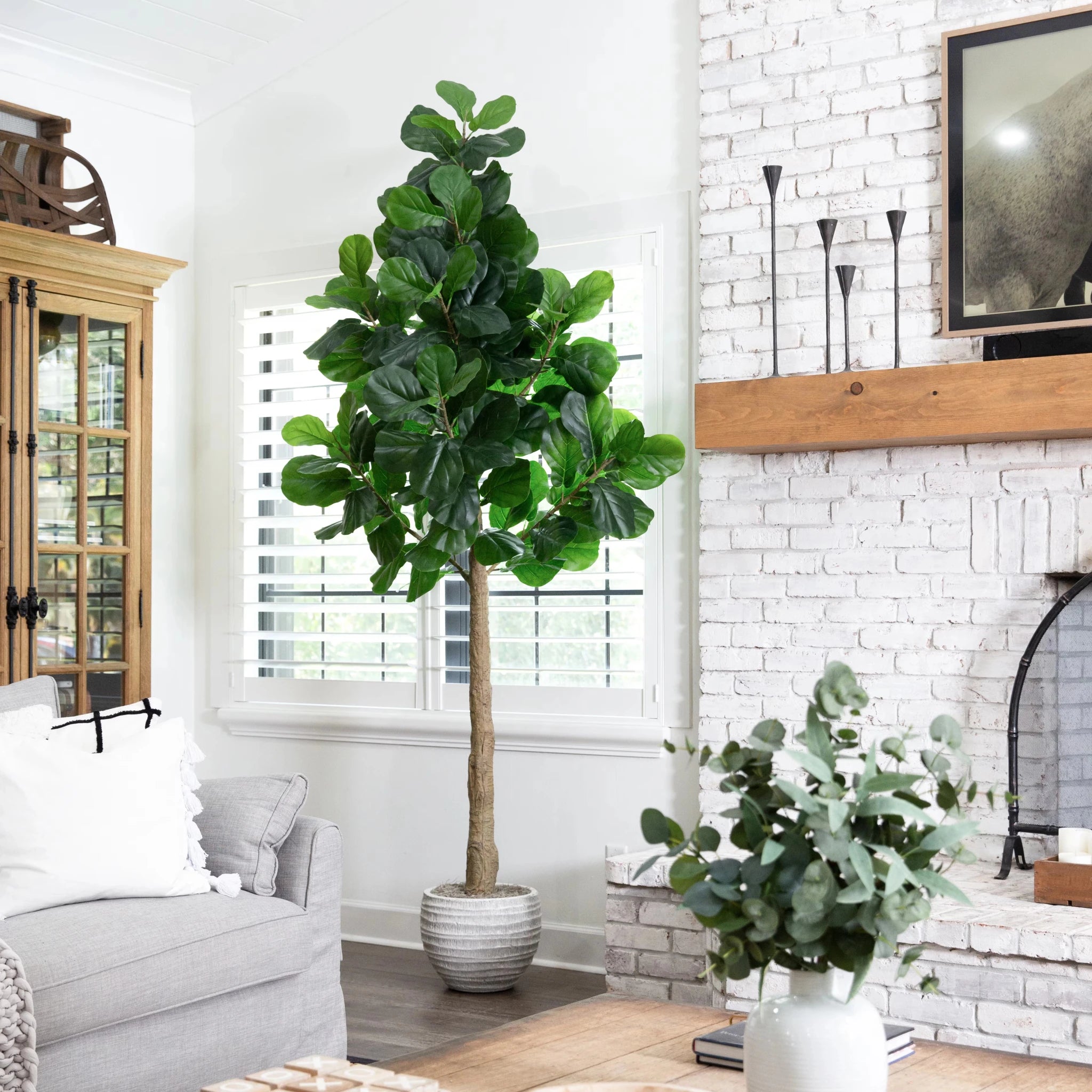 Fiddle Leaf Fig Tree - TidyPlant