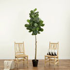 Fiddle Leaf Fig Tree - TidyPlant
