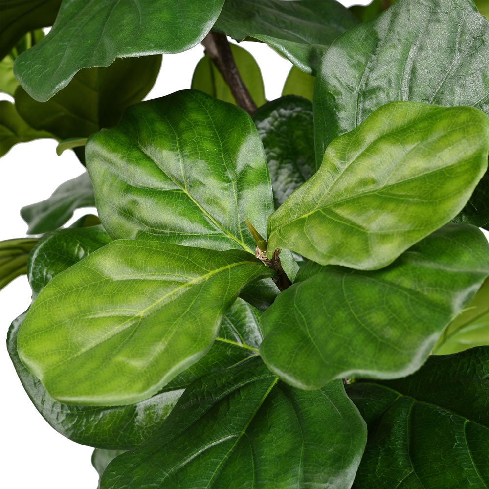 Fiddle Leaf Fig Tree - TidyPlant