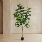 Fiddle Leaf Fig Tree - TidyPlant