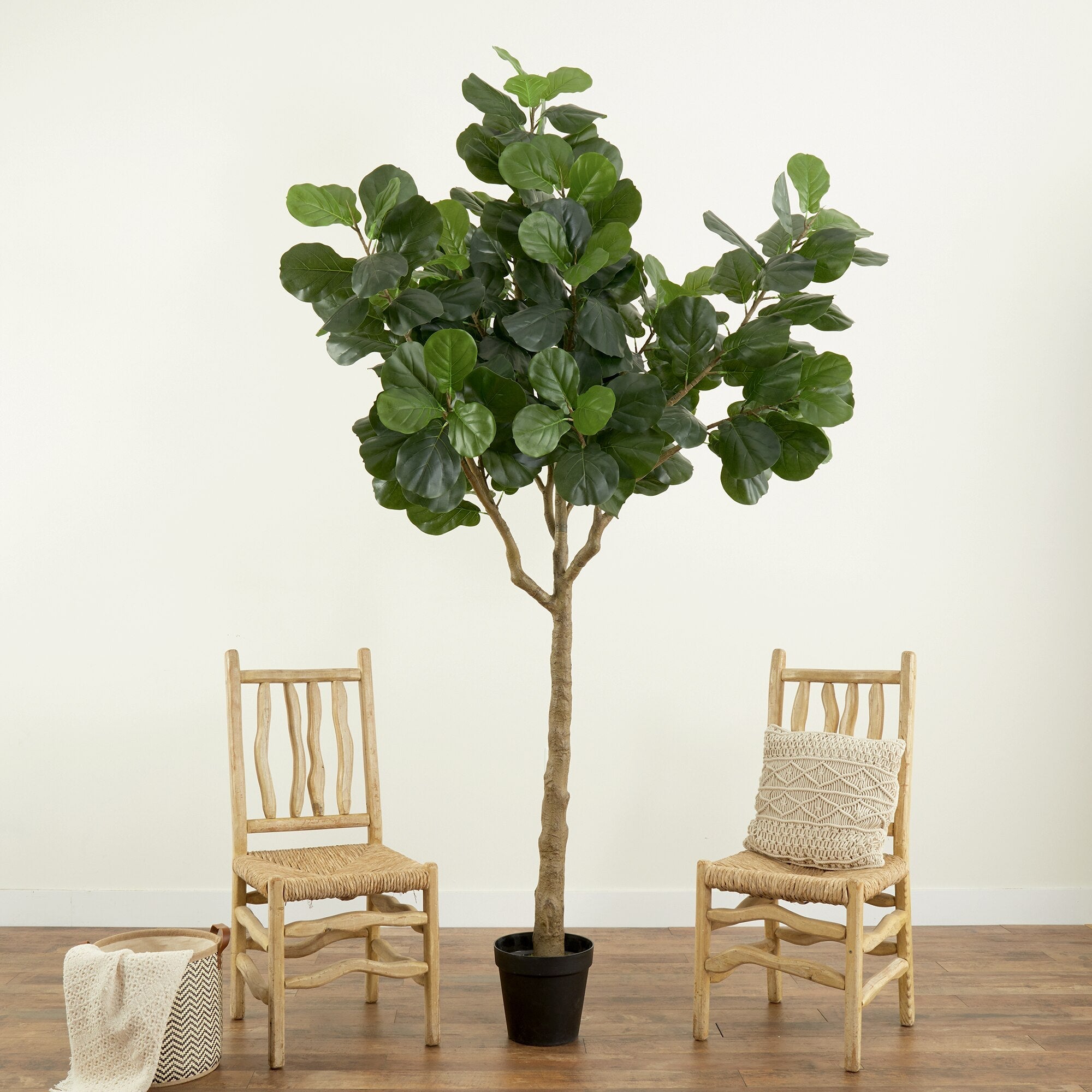 Fiddle Leaf Fig Tree - TidyPlant