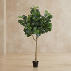 Fiddle Leaf Fig Tree - TidyPlant