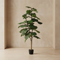 Fiddle Leaf Fig Tree - TidyPlant