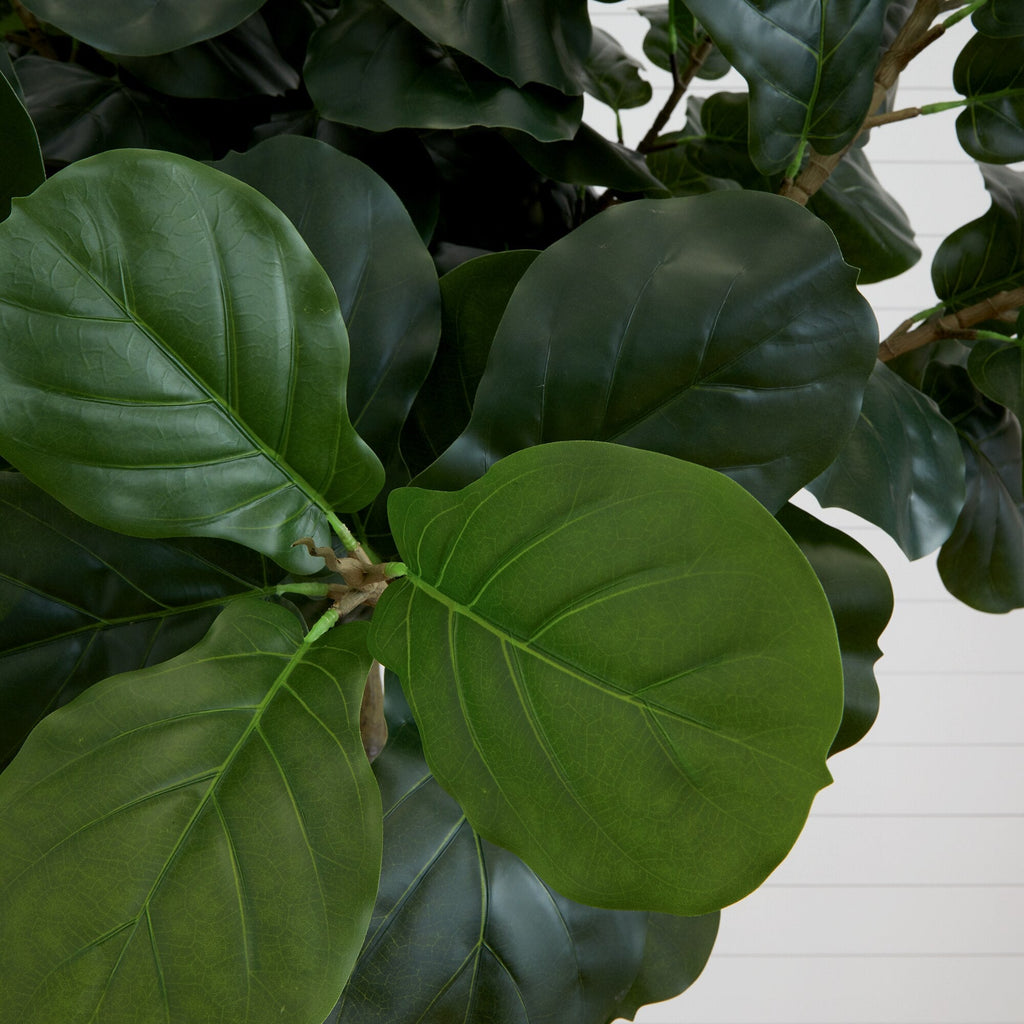 Fiddle Leaf Fig Tree - TidyPlant