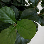 Fiddle Leaf Fig Tree - TidyPlant