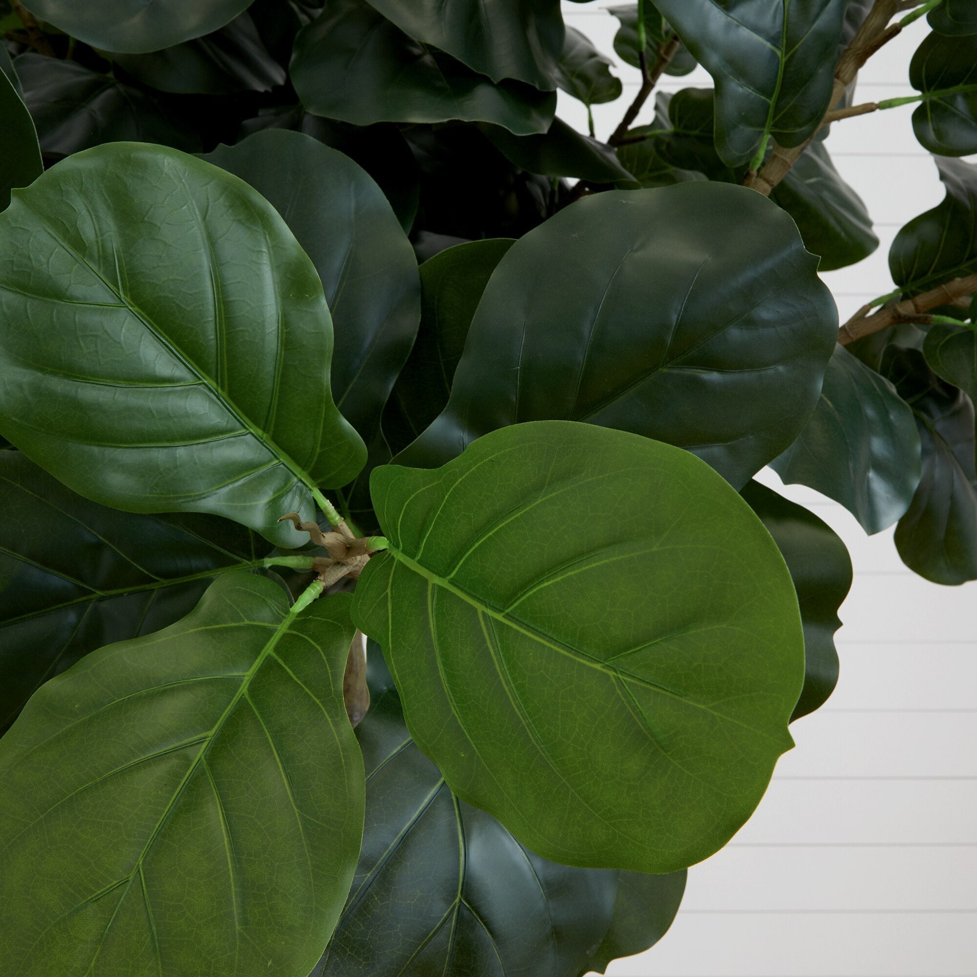Fiddle Leaf Fig Tree - TidyPlant