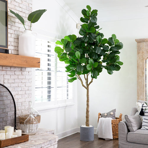 Fiddle Leaf Fig Tree - TidyPlant