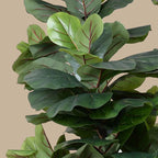 Fiddle Leaf Tree - Single - Trunk - TidyPlant
