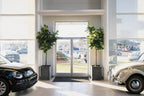 Fiddle Leaf Tree - Single - Trunk - TidyPlant