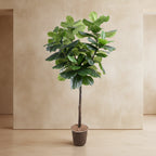 Fiddle Leaf Tree - Single - Trunk - TidyPlant