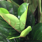 Fiddle Leaf Tree - Single - Trunk - TidyPlant