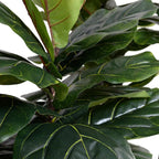 Fiddle Leaf Tree - Single - Trunk - TidyPlant