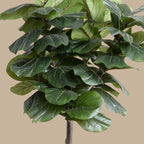 Fiddle Leaf Tree - Single - Trunk - TidyPlant