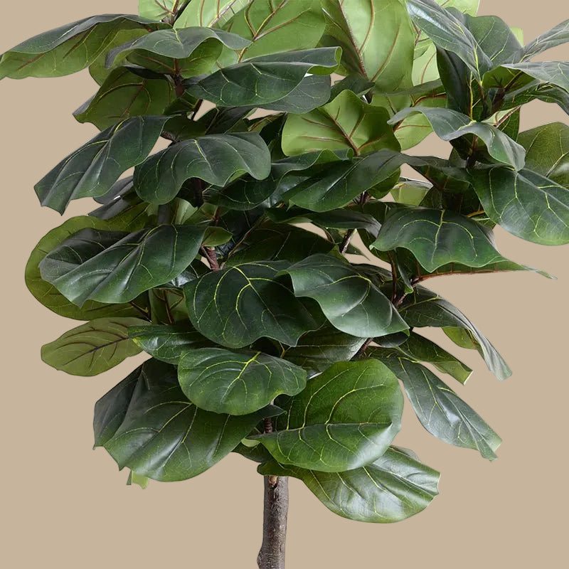 Fiddle Leaf Tree - Single - Trunk - TidyPlant