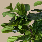 Fiddle Leaf Tree - Single - Trunk - TidyPlant