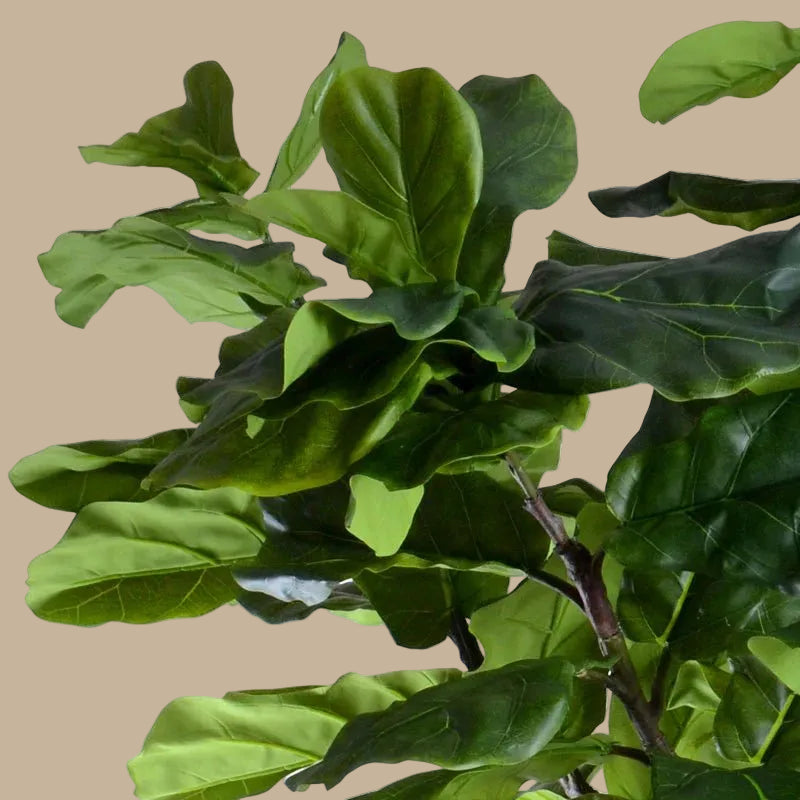 Fiddle Leaf Tree - Single - Trunk - TidyPlant