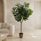 Fiddle Leaf Tree - Single - Trunk - TidyPlant