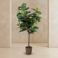 Fiddle Leaf Tree - Single - Trunk - TidyPlant