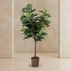 Fiddle Leaf Tree - Single - Trunk - TidyPlant