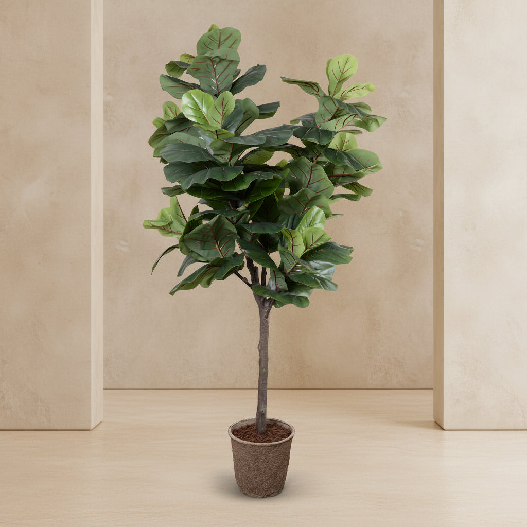 Fiddle Leaf Tree - Single - Trunk - TidyPlant