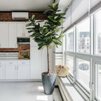 Fiddle Leaf Tree - Single - Trunk - TidyPlant