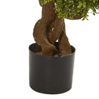 Four-Ball Boxwood Topiary - TidyPlant