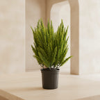 Foxtail Fern - TidyPlant