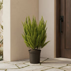 Foxtail Fern - TidyPlant