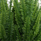 Foxtail Fern - TidyPlant