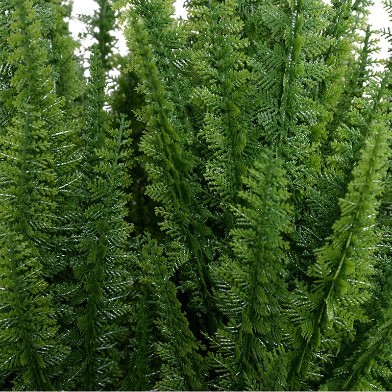 Foxtail Fern - TidyPlant