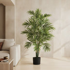Full Areca Palm - TidyPlant