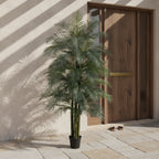Full Areca Palm - TidyPlant
