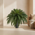 Full Boston Fern - TidyPlant