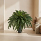 Full Boston Fern - TidyPlant
