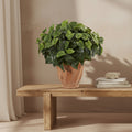 Golden Pothos Plant - TidyPlant